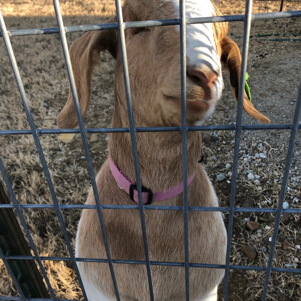 Meet your Posher, Sandra